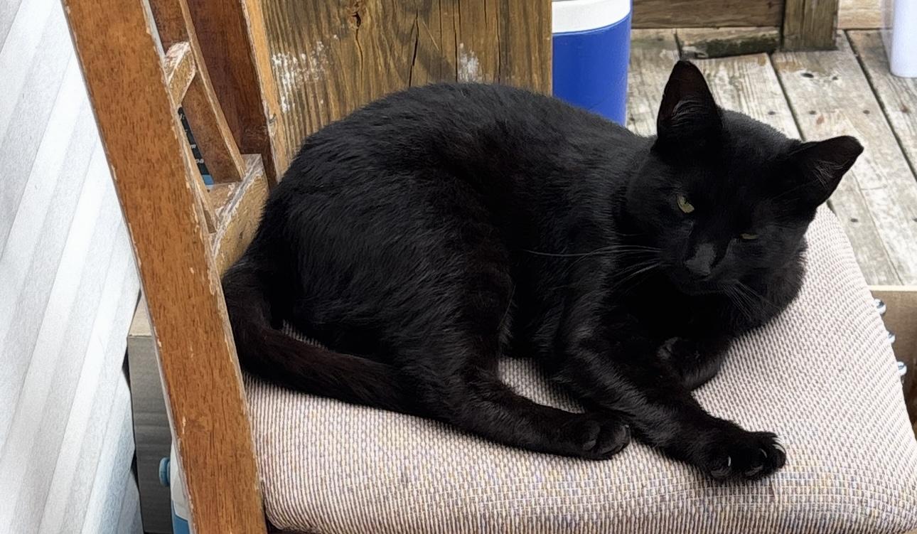 Enlarge Eddie, a Adoptable Domestic Short Hair in Brick, NJ image 2/3