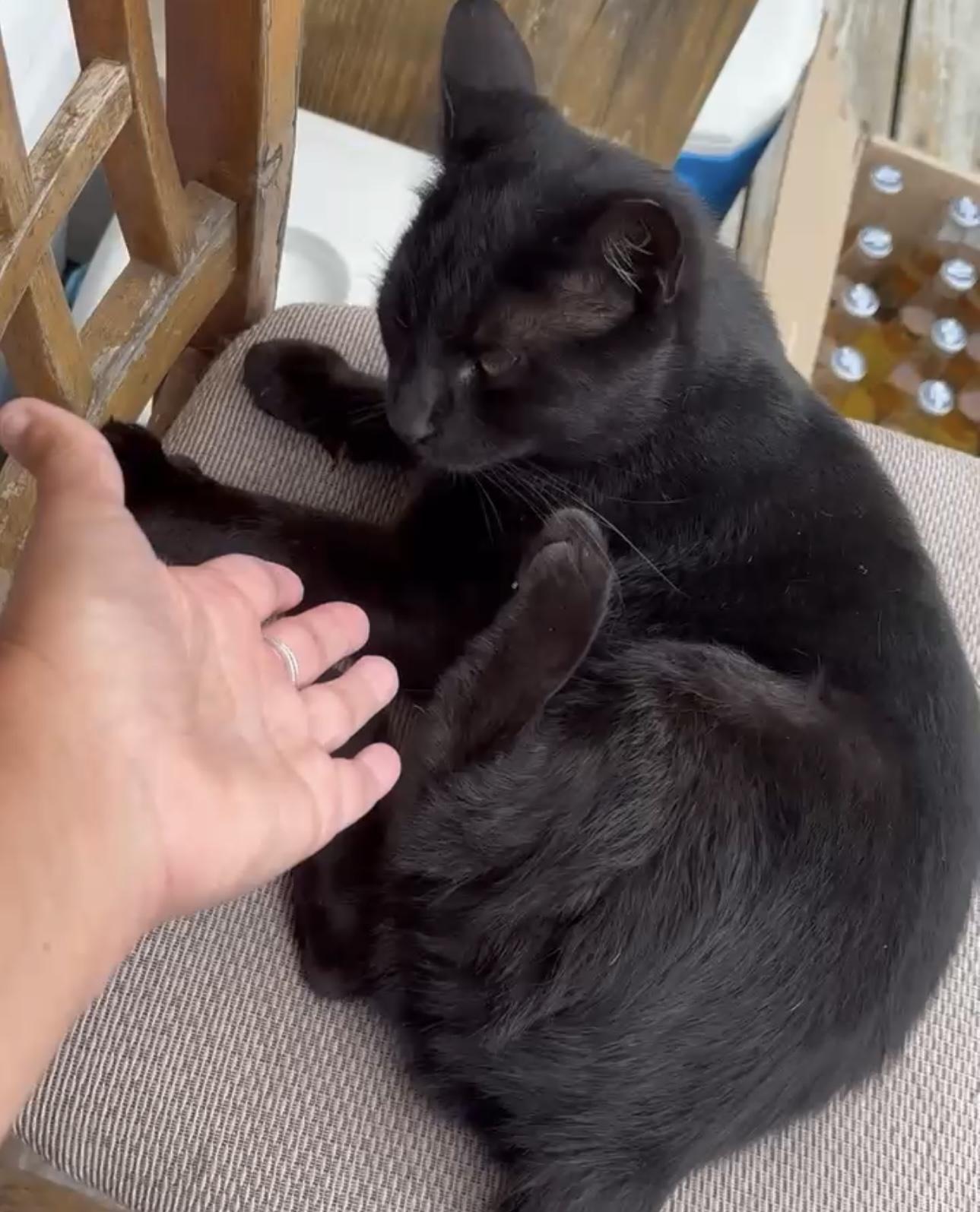 Enlarge Eddie, a Adoptable Domestic Short Hair in Brick, NJ image 3/3