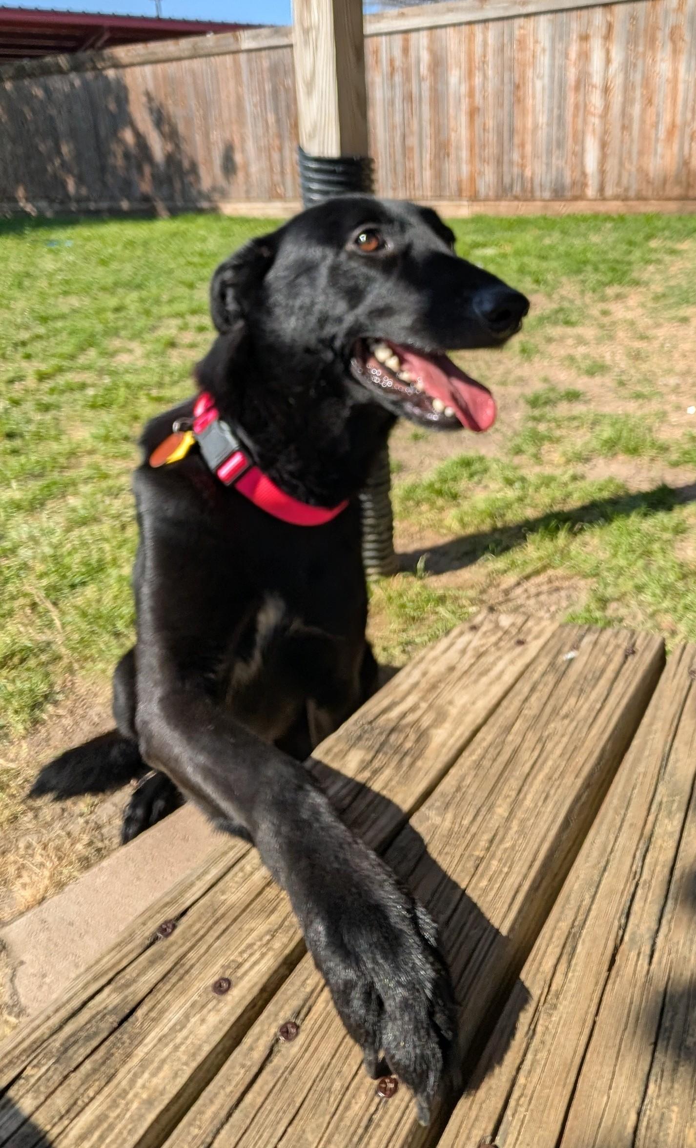 Callie* A216448, a ADOPTABLE mixed breed in Plano, TX image 3/5