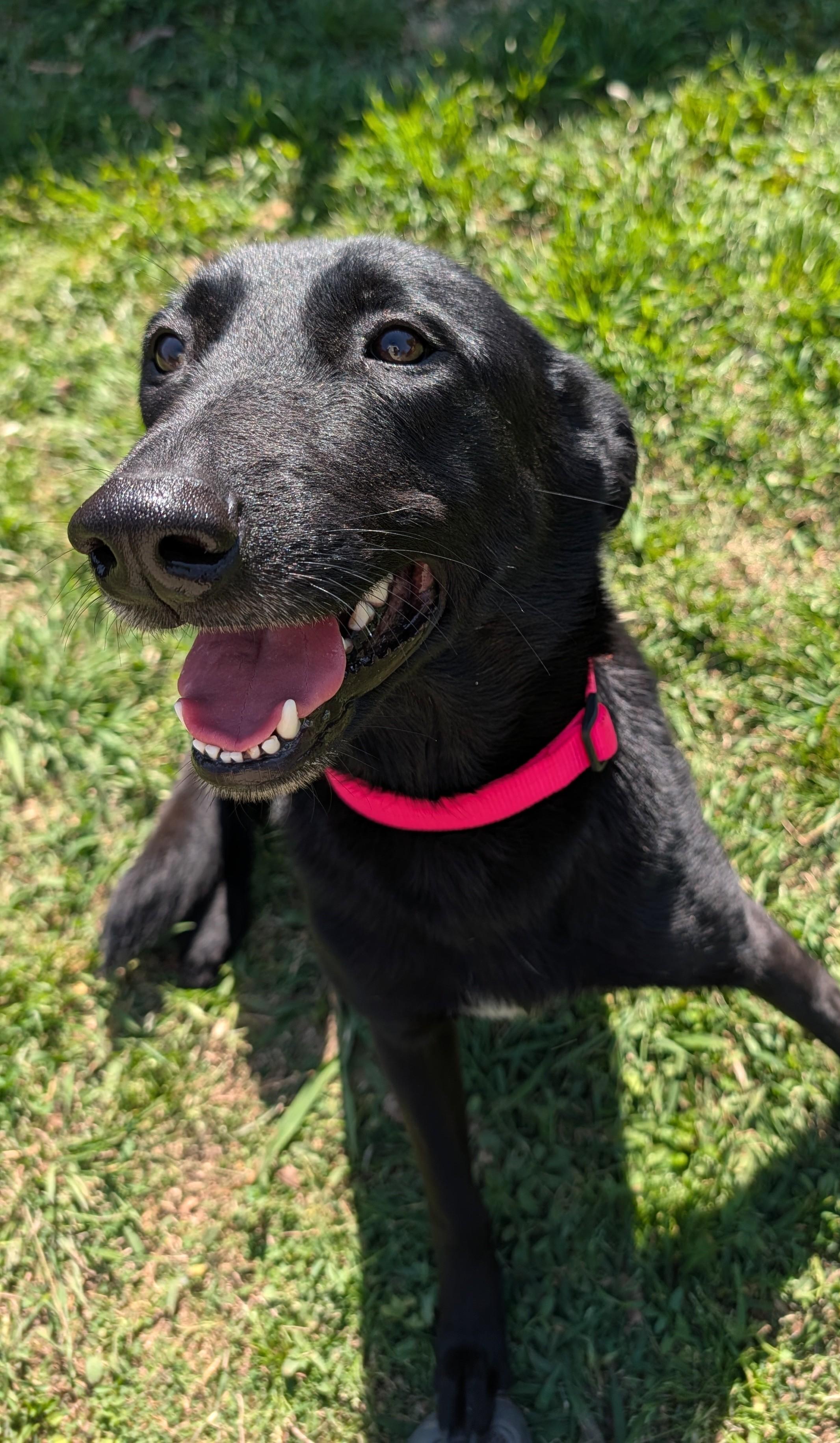Callie* A216448, a ADOPTABLE mixed breed in Plano, TX image 5/5