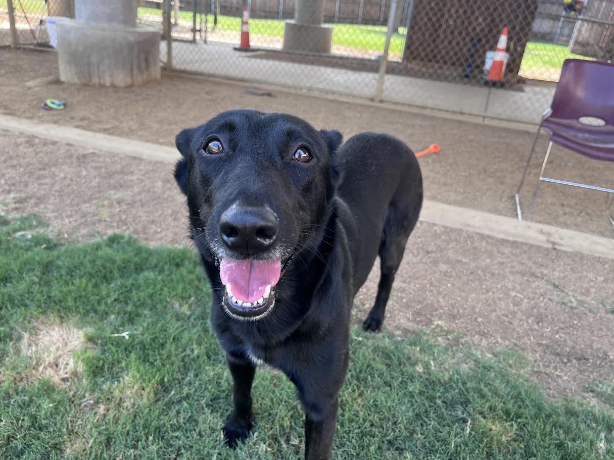 Enlarge Callie* A216448, a ADOPTABLE mixed breed in Plano, TX image 6/6