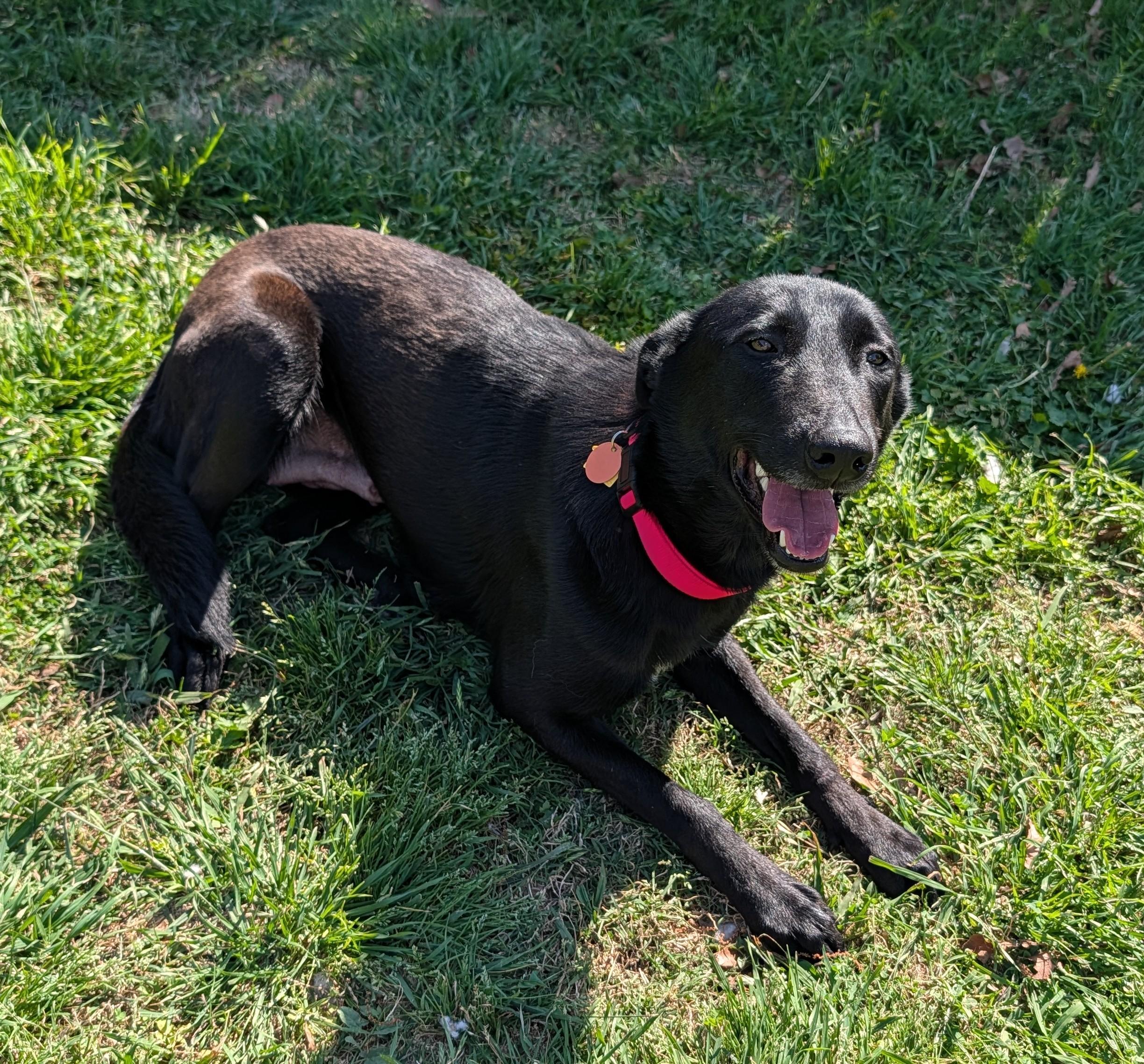 Callie* A216448, a ADOPTABLE mixed breed in Plano, TX image 4/5