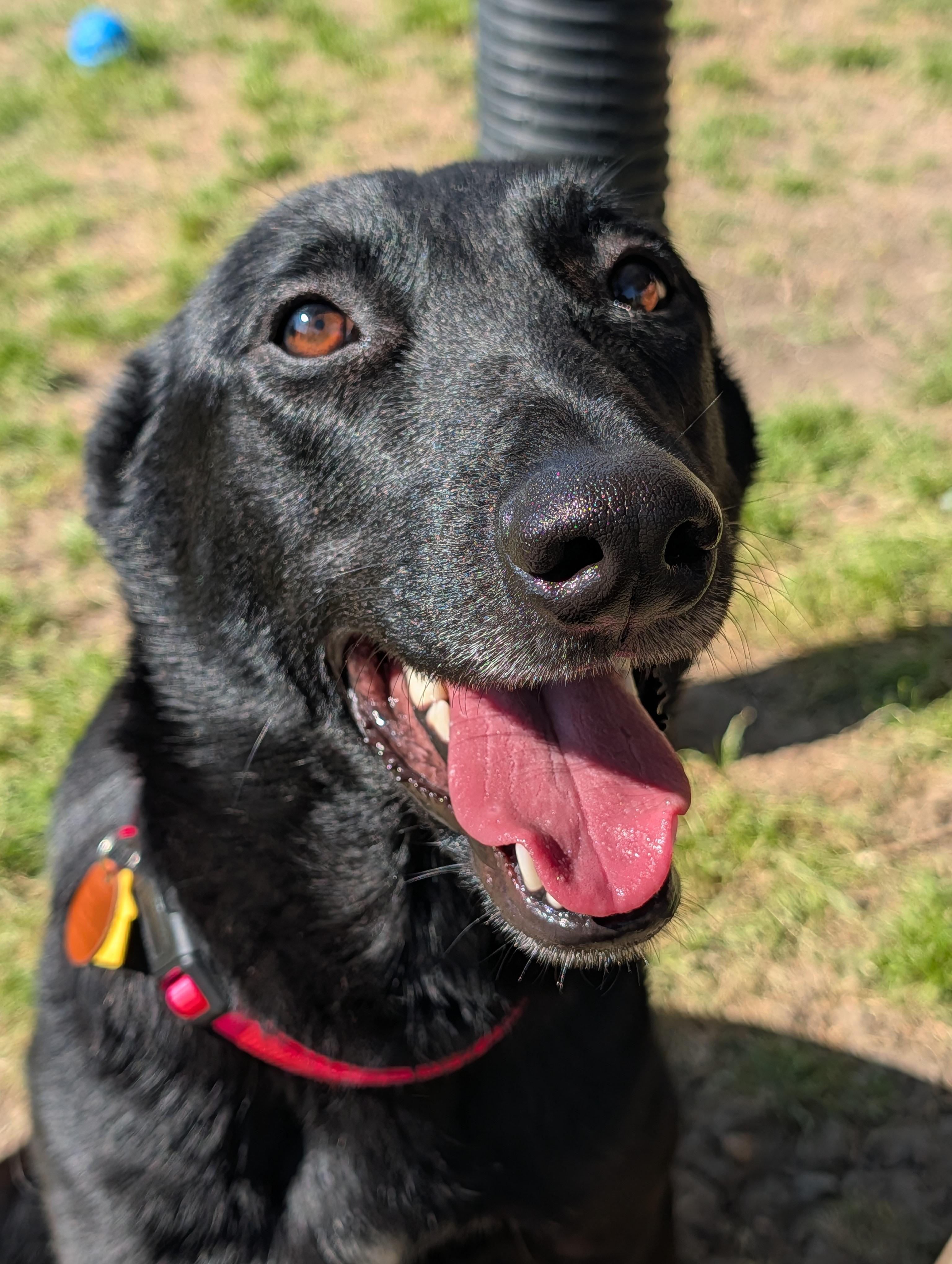 Callie* A216448, ADOPTABLE, Young Female Belgian Shepherd / Malinois.