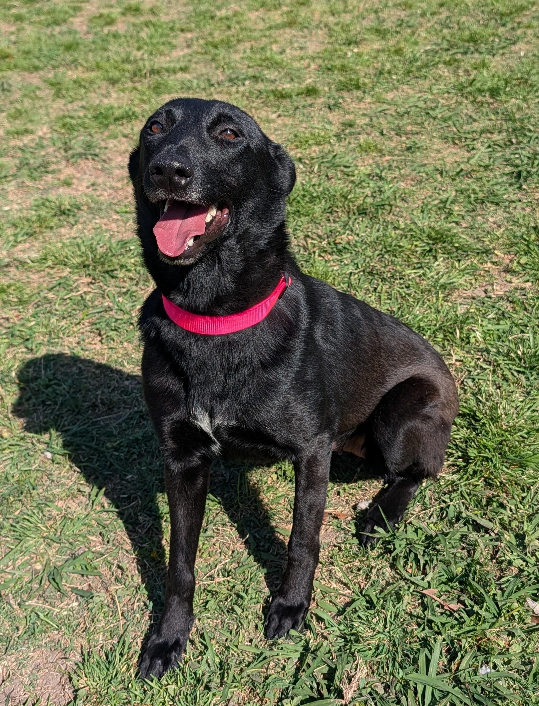 Callie* A216448, a ADOPTABLE mixed breed in Plano, TX image 1/5