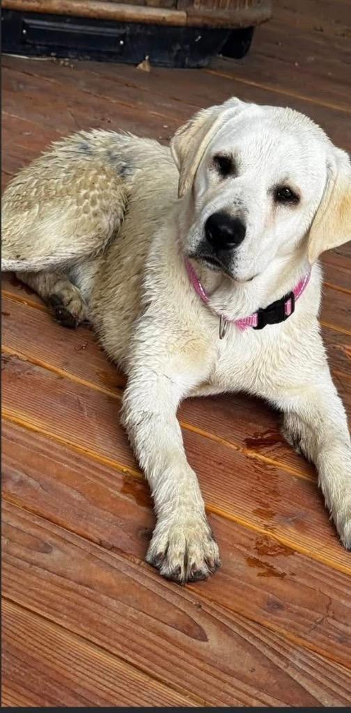 Honey, Adopted, Puppy Female Labrador Retriever.