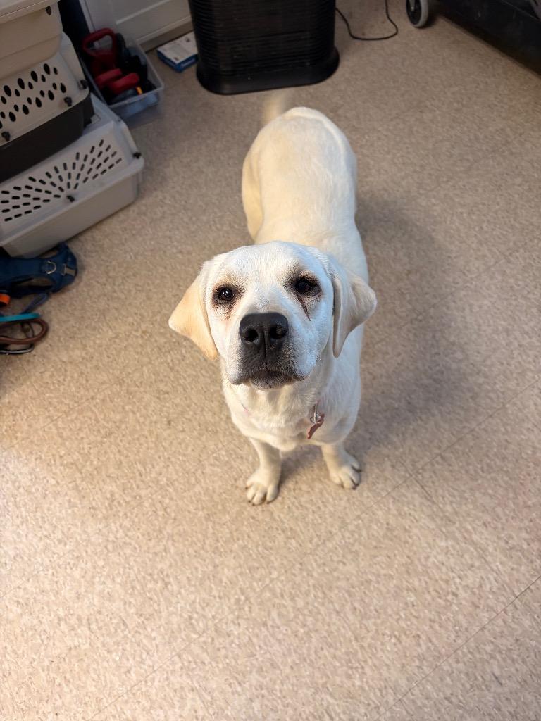 Enlarge Honey, a Adopted Labrador Retriever in Heber City, UT image 2/2