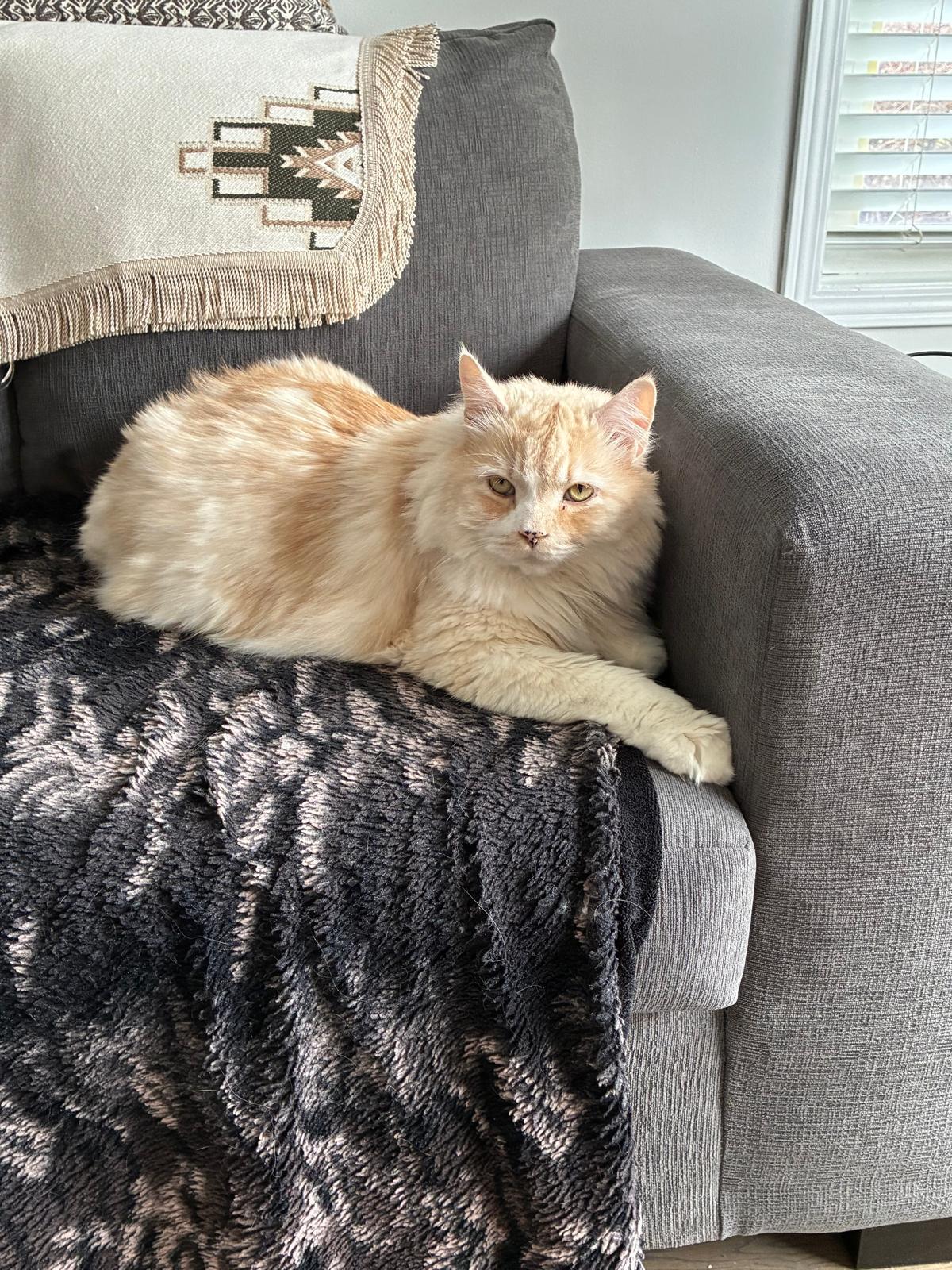 Enlarge Leo, an adopted mixed breed in Cambridge, ON image 1/4