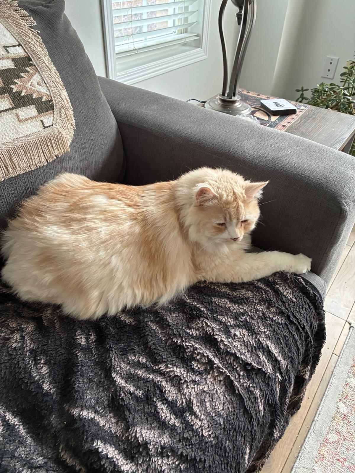 Enlarge Leo, an adopted mixed breed in Cambridge, ON image 2/4