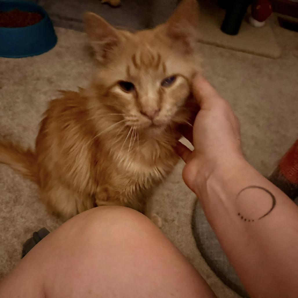 Nelson, Adoptable, Young Male Domestic Medium Hair.