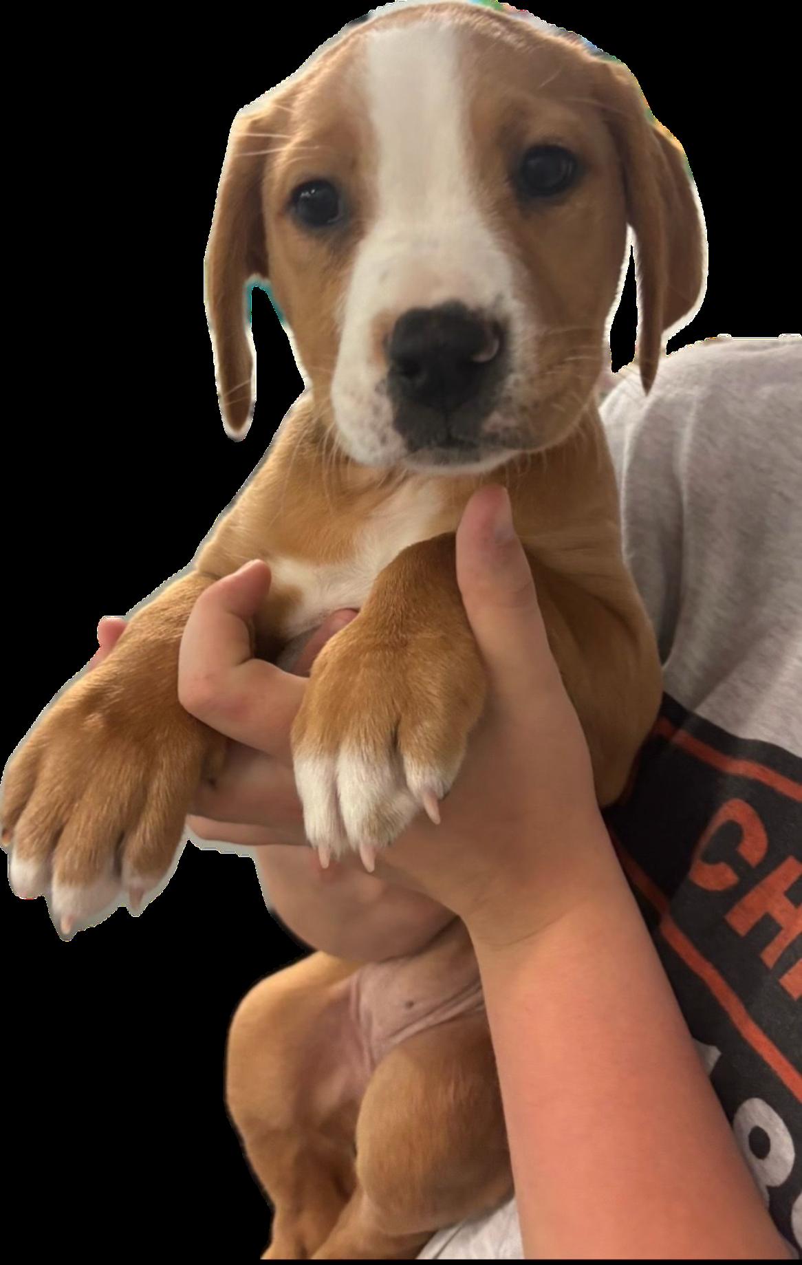 Mars, a Adoptable mixed breed in Crystal Lake, IL image 2/6