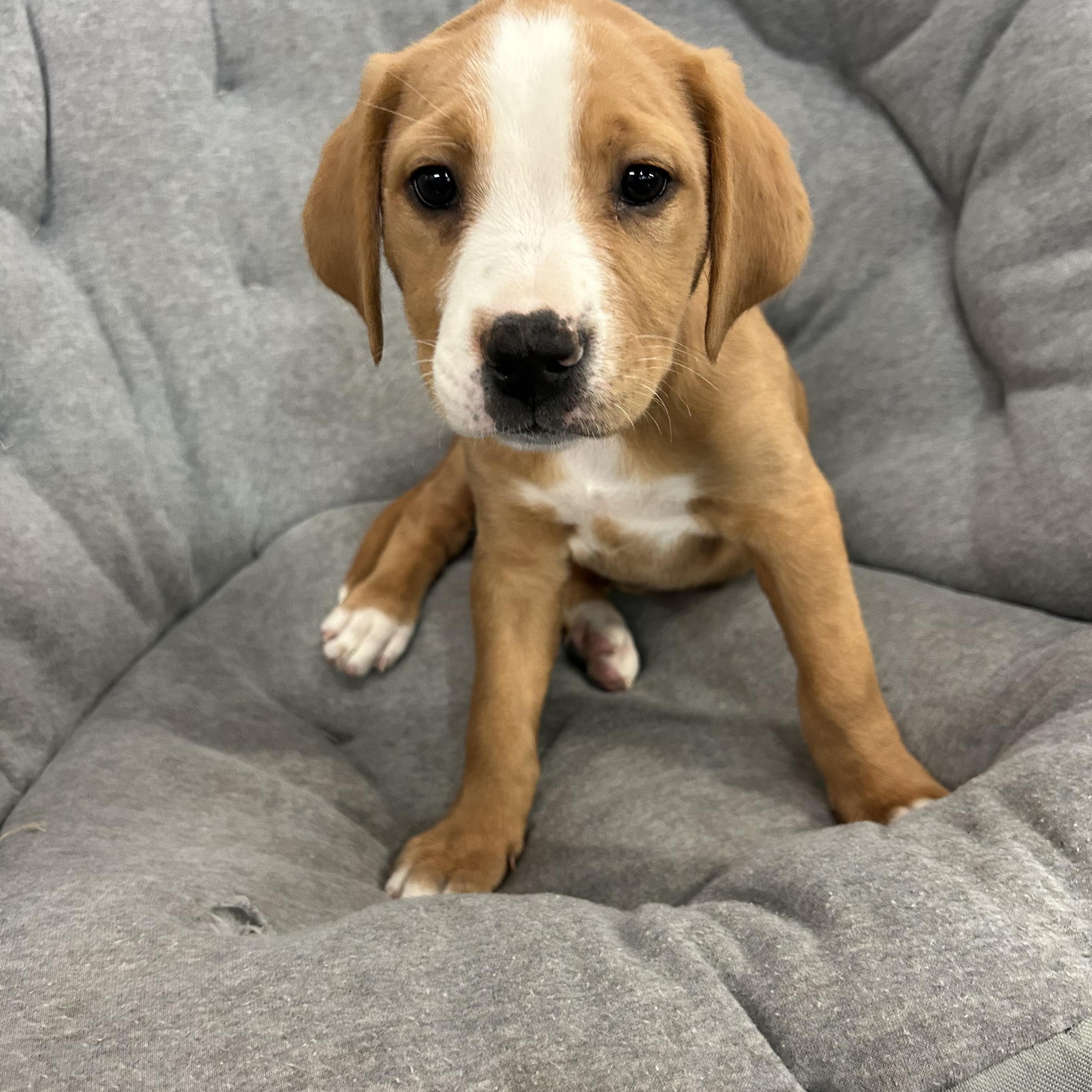 Mars, a Adoptable mixed breed in Crystal Lake, IL image 3/6