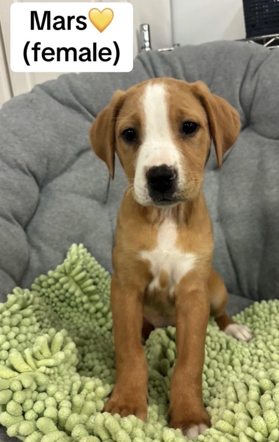 Mars, a Adoptable mixed breed in Crystal Lake, IL image 1/6