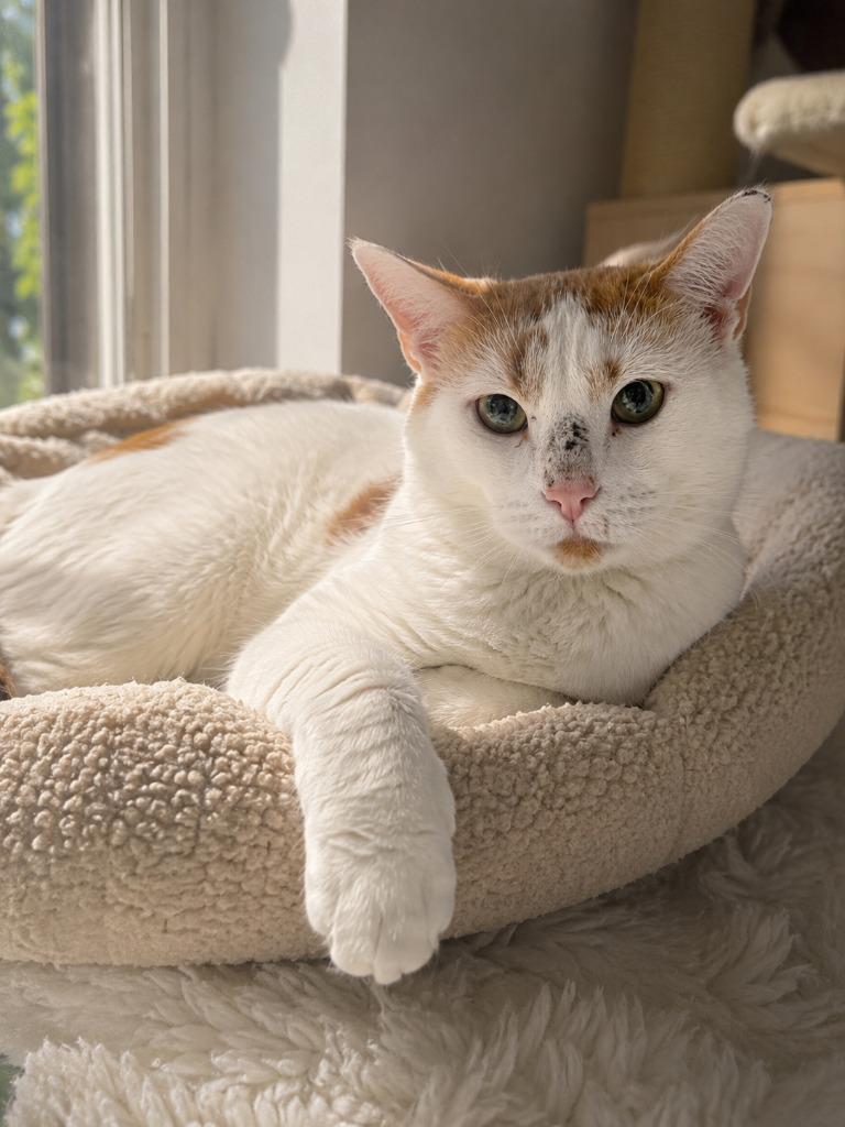 Enlarge Creamsicle, a Adoptable mixed breed in East Ridge, TN image 1/1