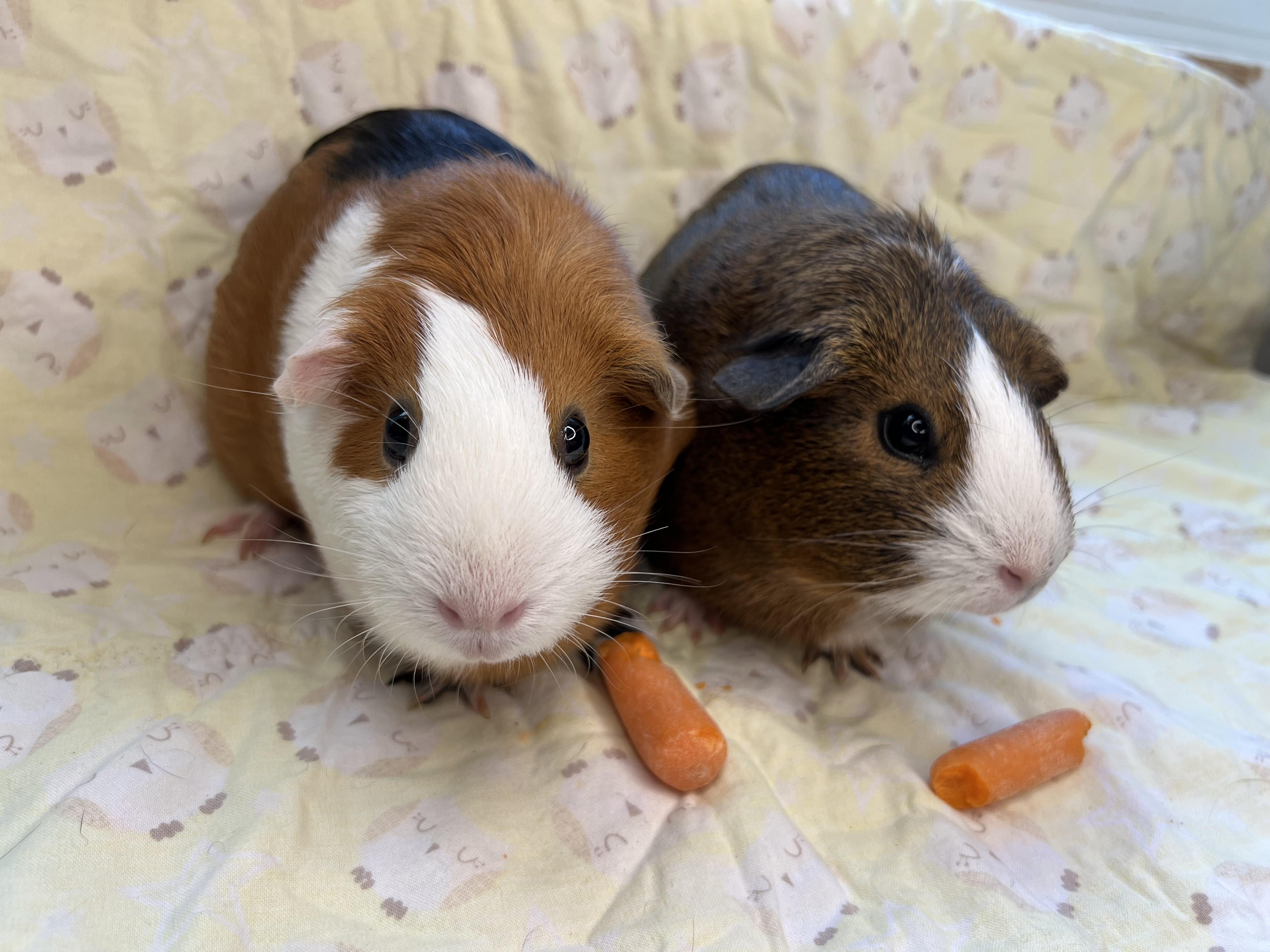 Coco & Sunflower, Adopted, Adult Female Guinea Pig.