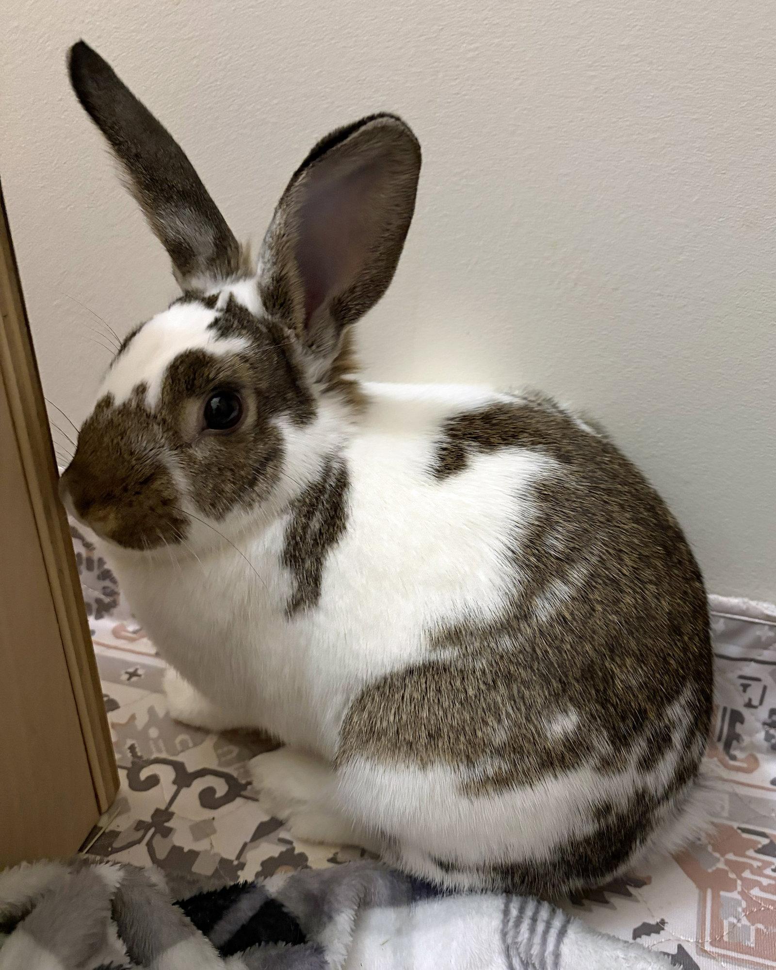 Walnut, Adoptable, Young Female English Spot & New Zealand.