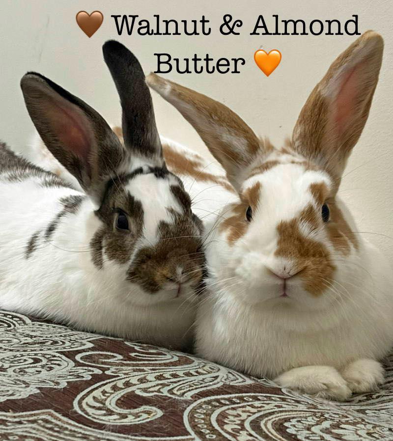Enlarge Walnut, a Adoptable mixed breed in Lakeville, MN image 2/3