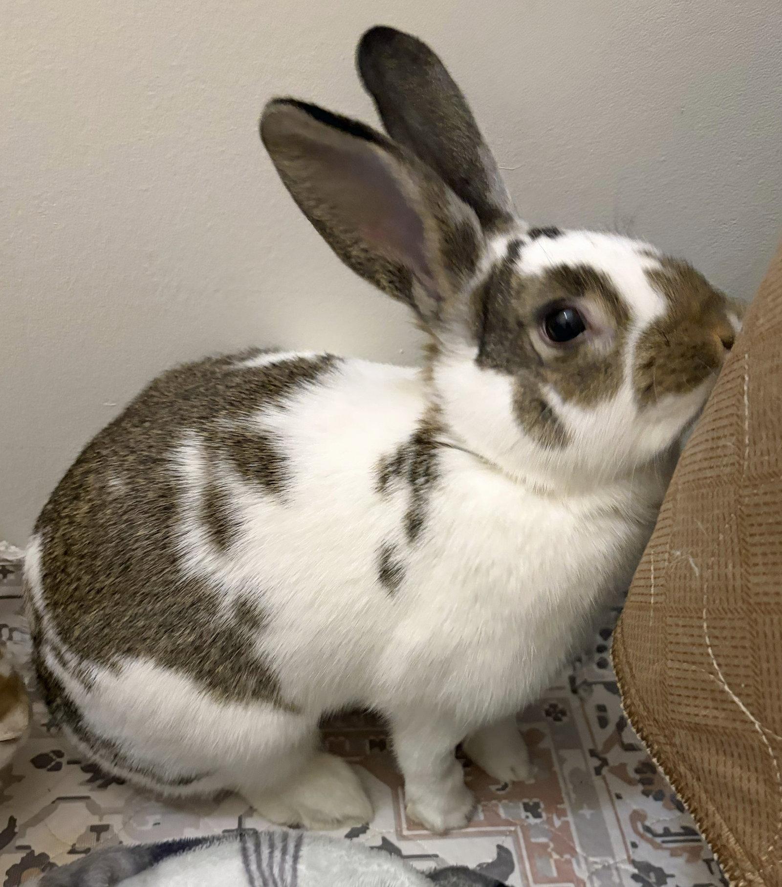 Enlarge Walnut, a Adoptable mixed breed in Lakeville, MN image 3/3