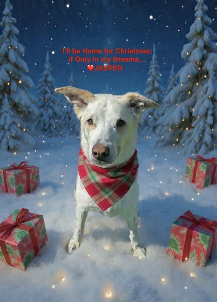 Jasper, Adoptable, Adult Male Shepherd.