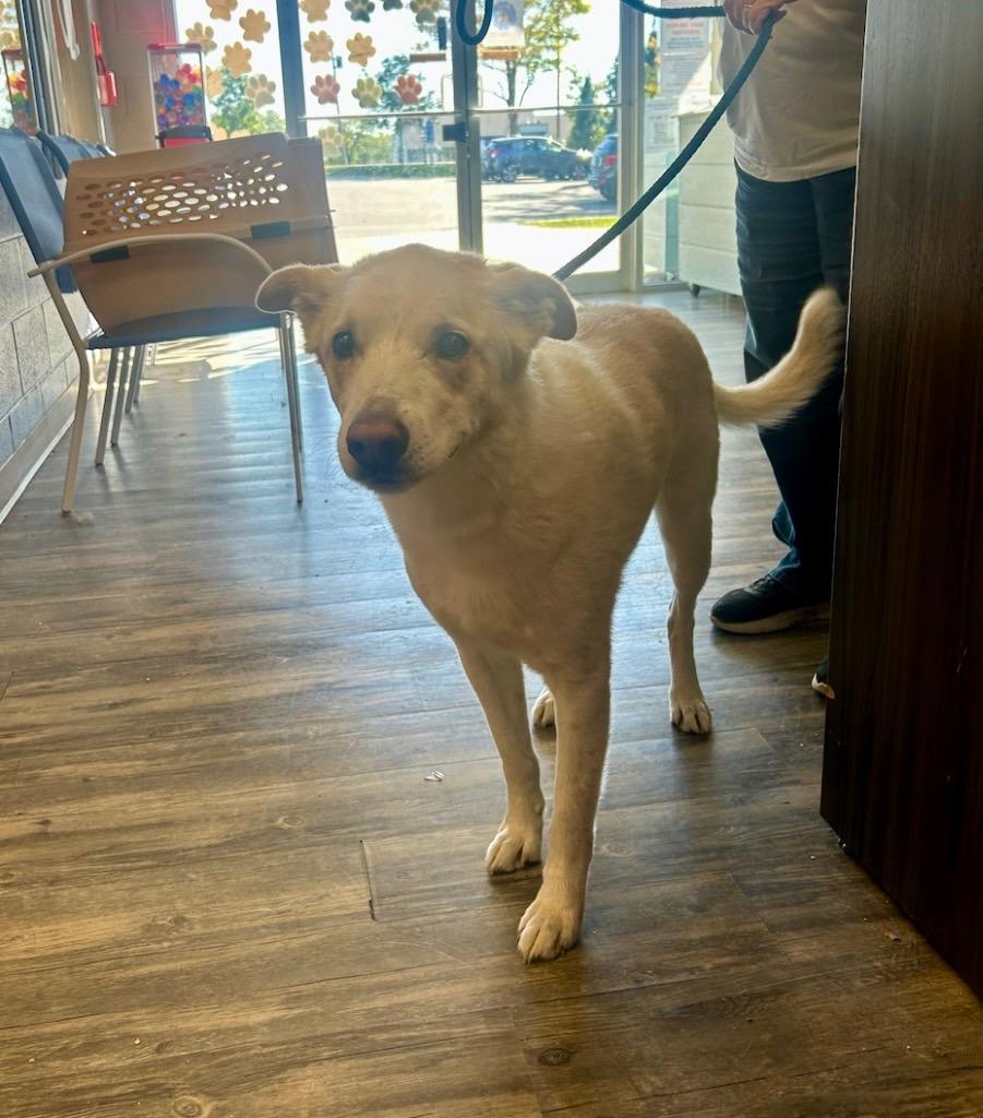 Jasper, a Adoptable mixed breed in Liverpool, NY image 2/3