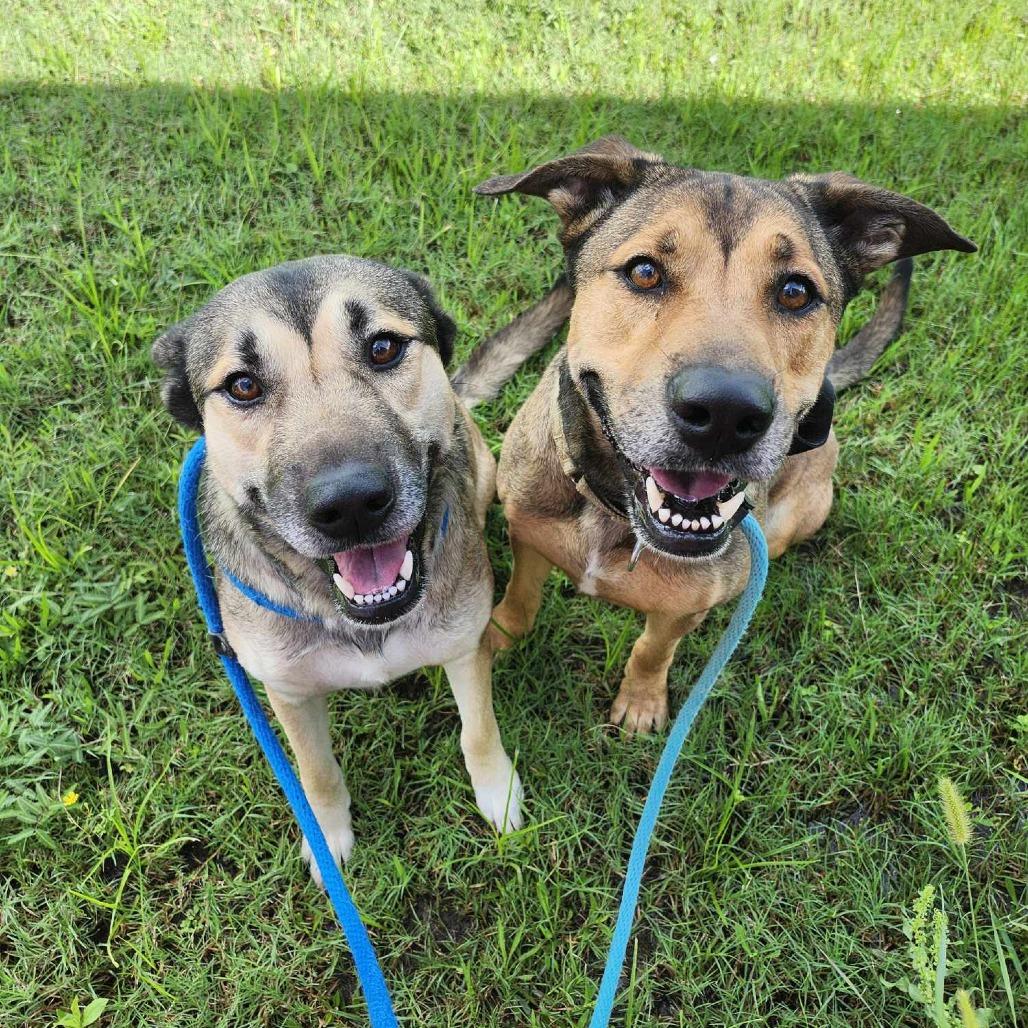 Ms. Dizzy Pickles, a Adoptable mixed breed in Dickinson, TX image 5/6