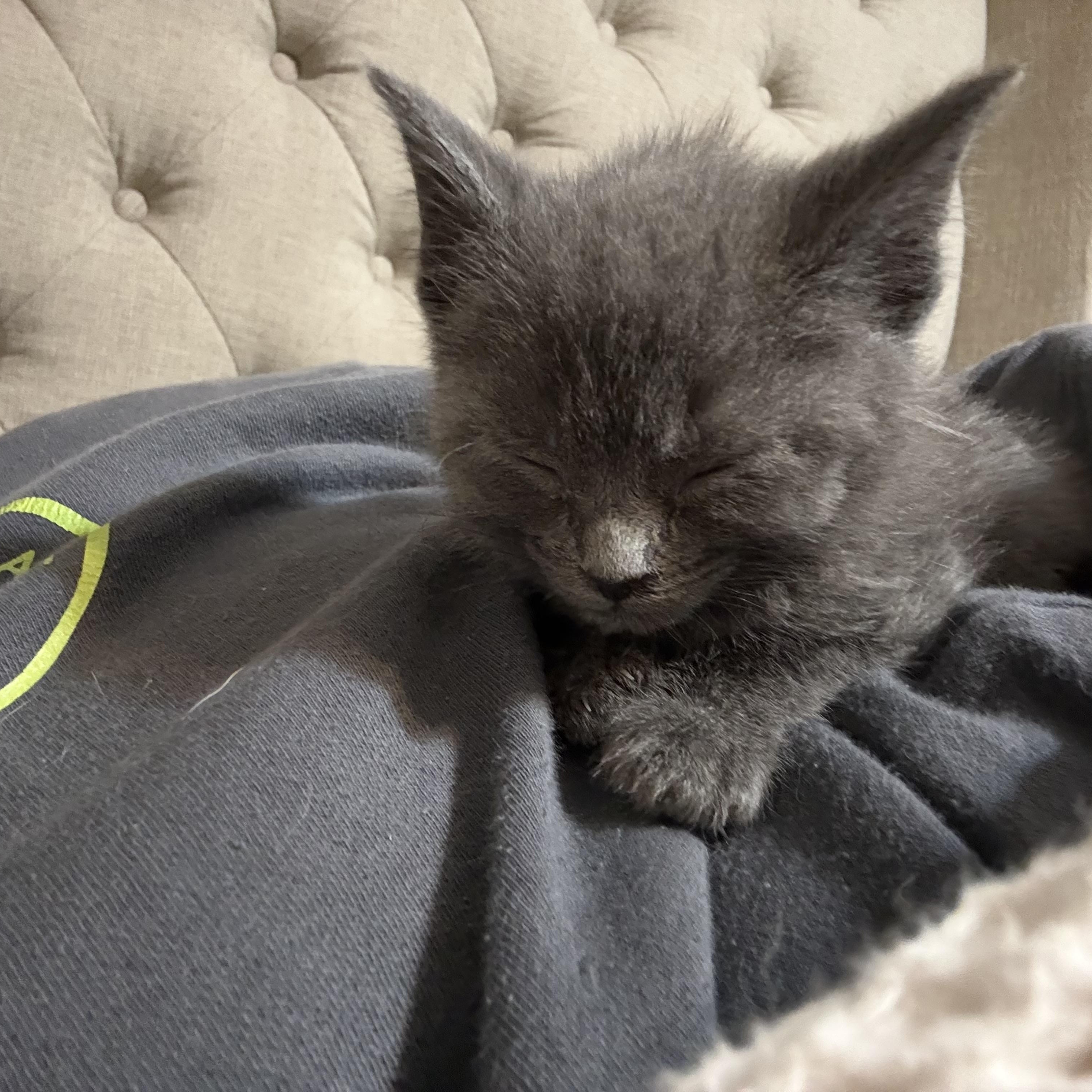 Hermes, ADOPTABLE, Kitten Male Russian Blue.