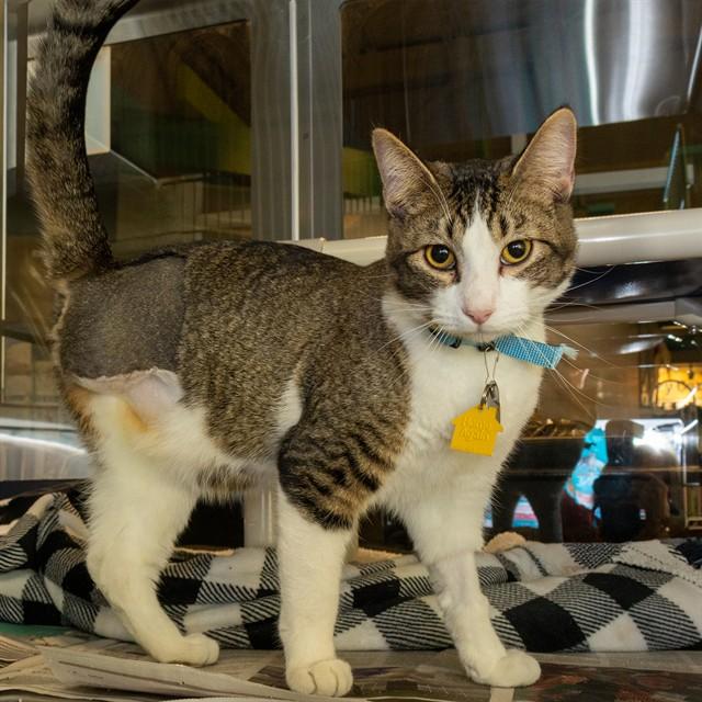 Enlarge SOCKS, a Adoptable Domestic Short Hair image 1/1