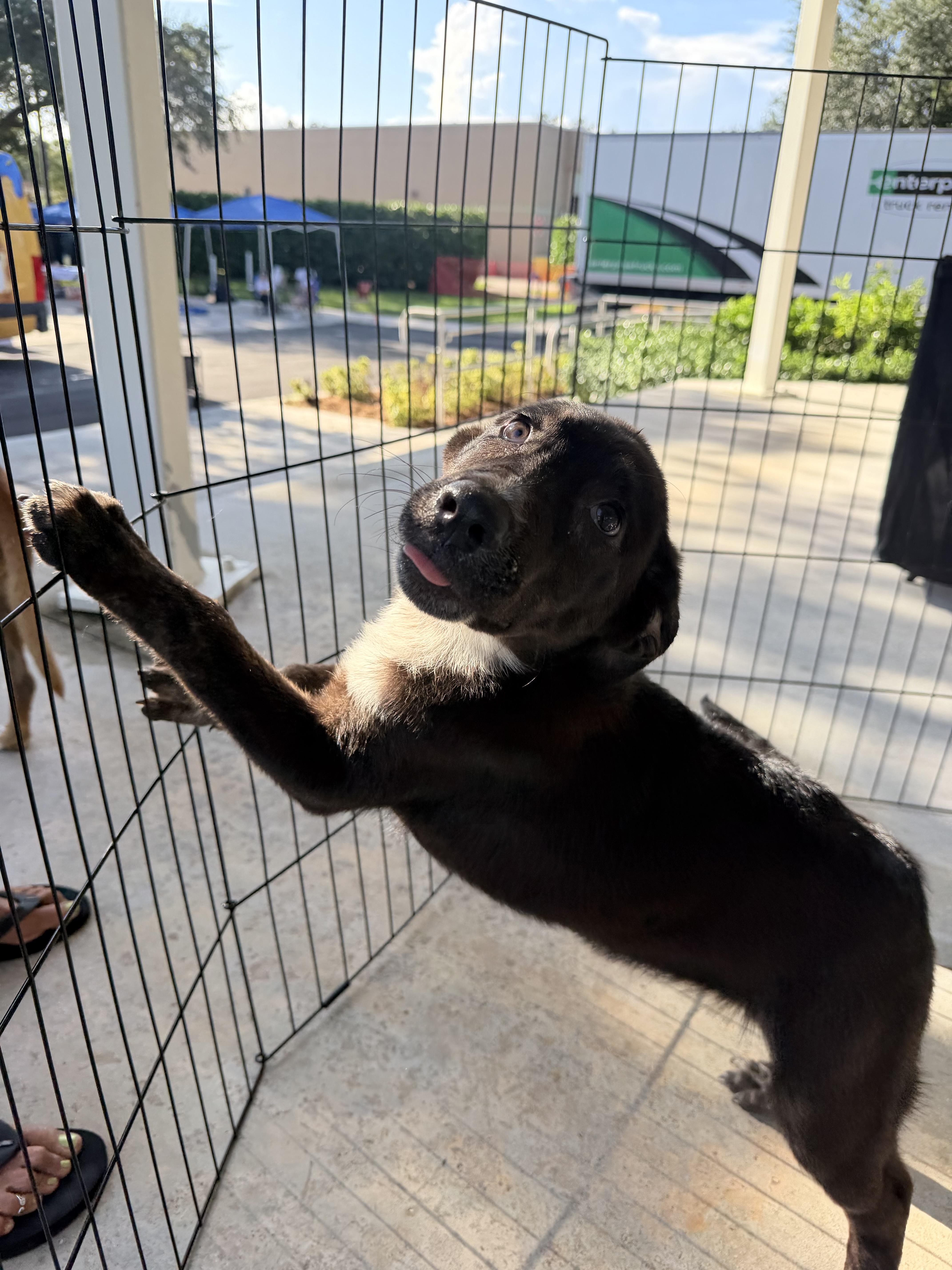 Enlarge Skunkie, a Adopted mixed breed in Palm springs, FL image 3/4