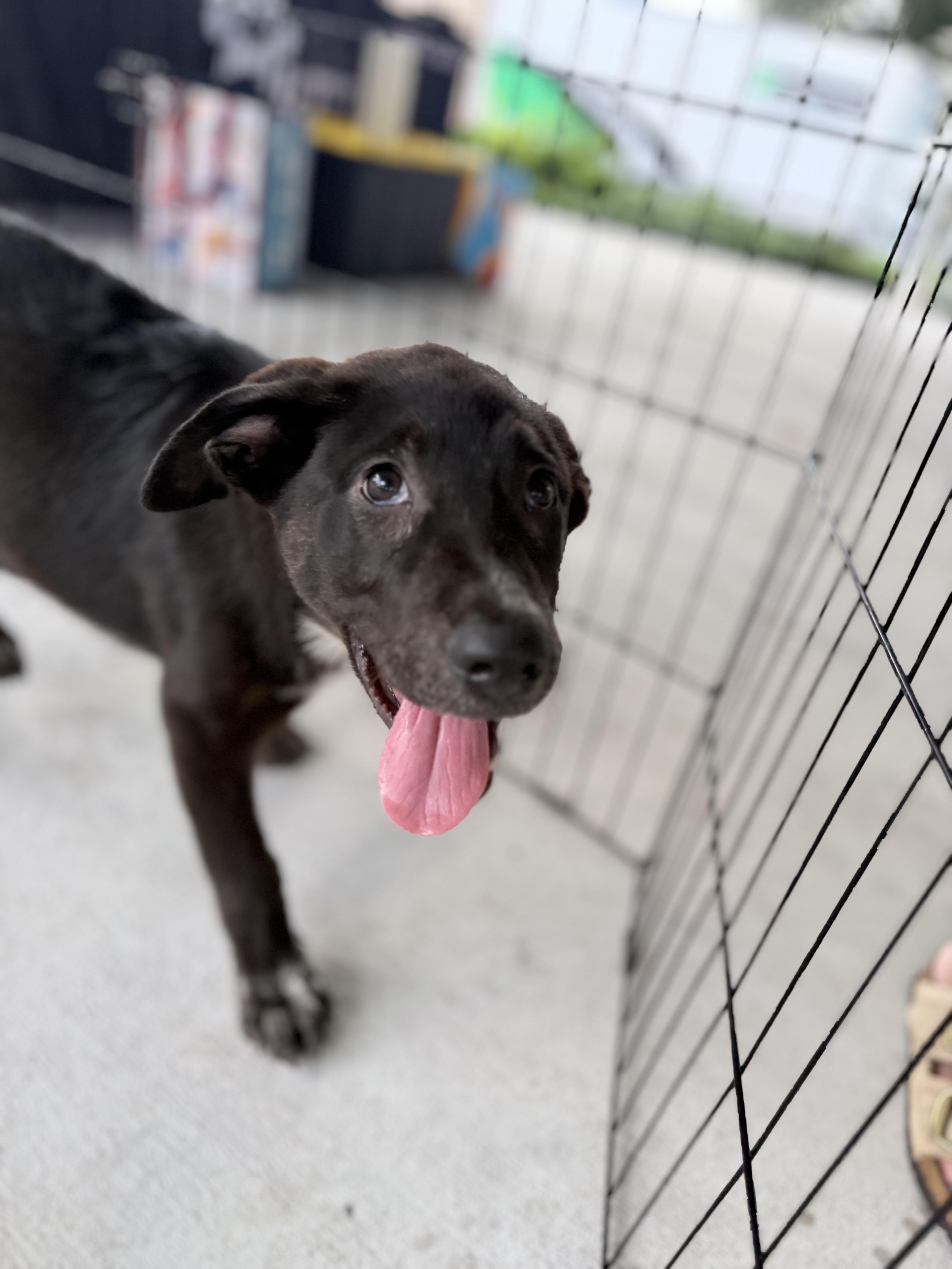Skunkie, Adopted, Puppy Male Australian Cattle Dog / Blue Heeler & Great Pyrenees.