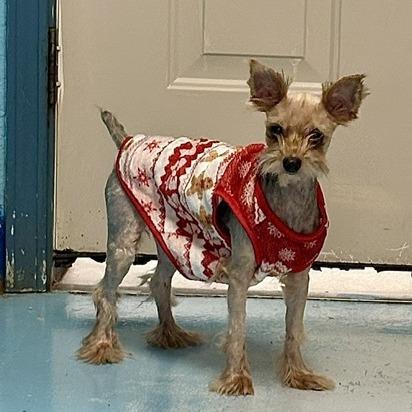 Enlarge Bentley, a Adoptable Miniature Dachshund in Poplar Bluff, MO image 2/4