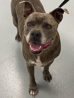 Enlarge CHABO, a Adoptable Pit Bull Terrier in Saint Cloud, FL image 1/1