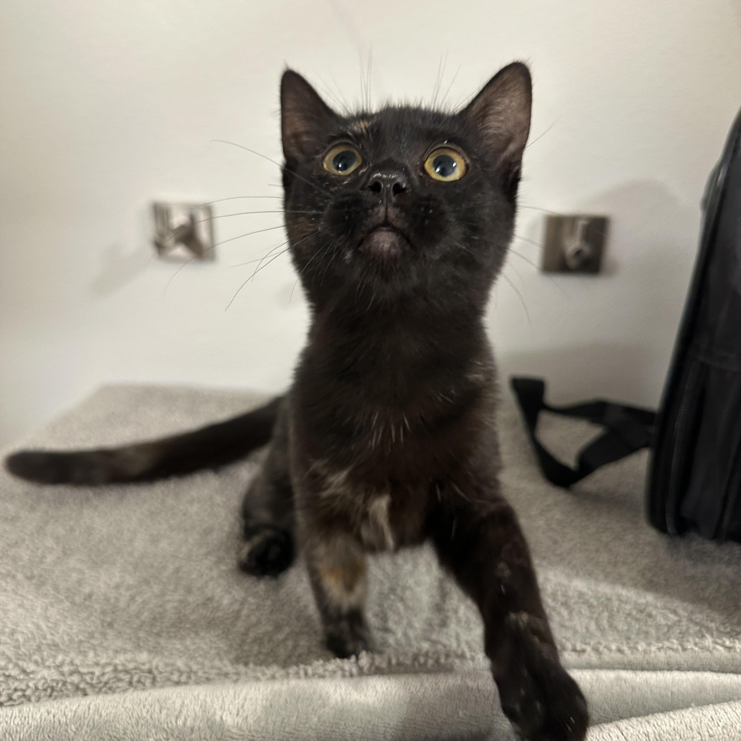 Enlarge Penny, a Adoptable Tortoiseshell in San Diego, CA image 1/3