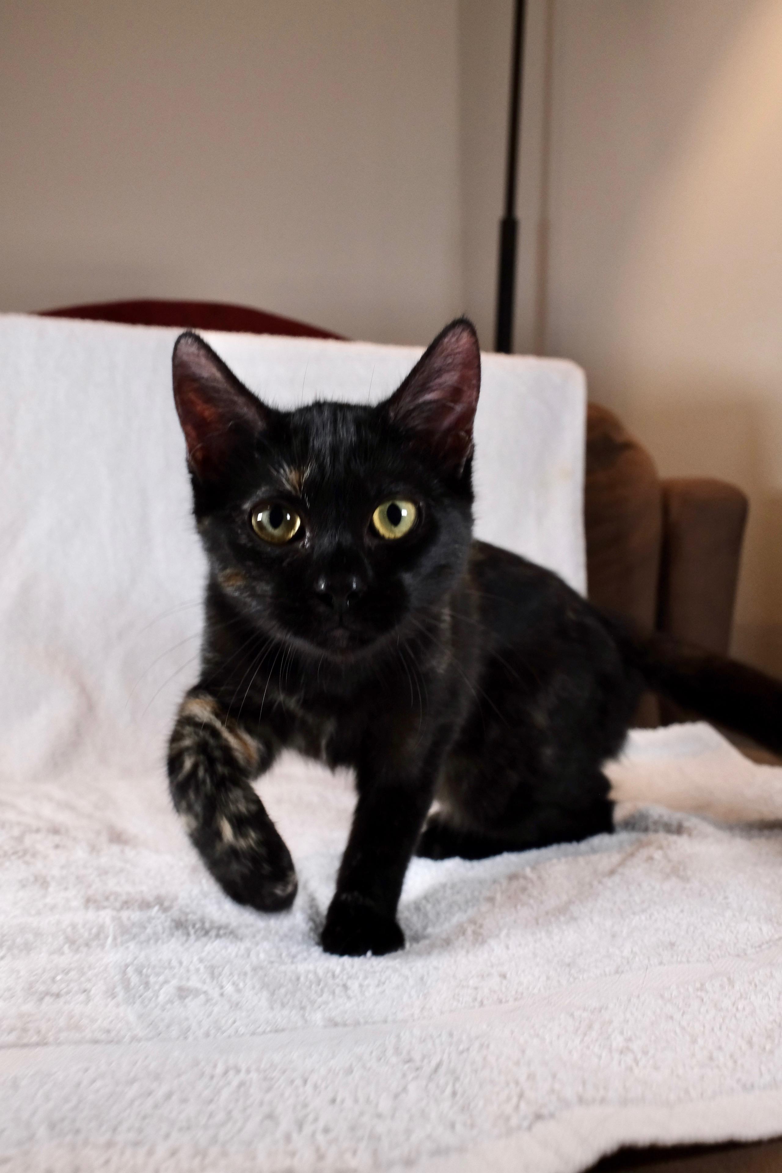 Enlarge Penny, a Adoptable Tortoiseshell in San Diego, CA image 3/3