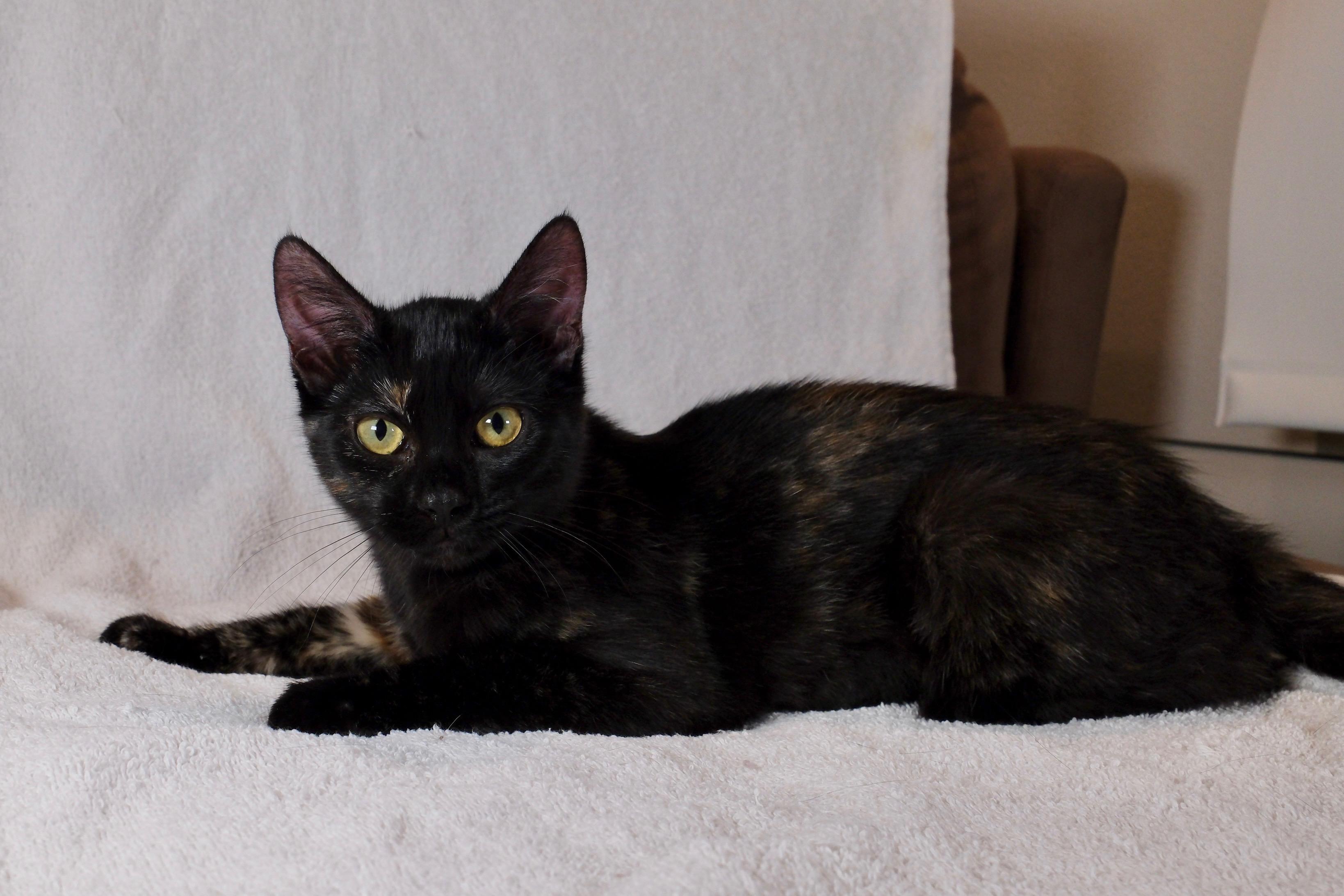 Enlarge Penny, a Adoptable Tortoiseshell in San Diego, CA image 2/3