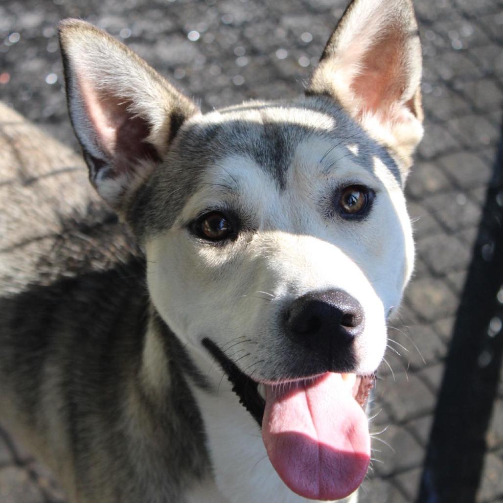 Enlarge Orion, a Adoptable Mixed Breed in Rocky Mount, VA image 1/5