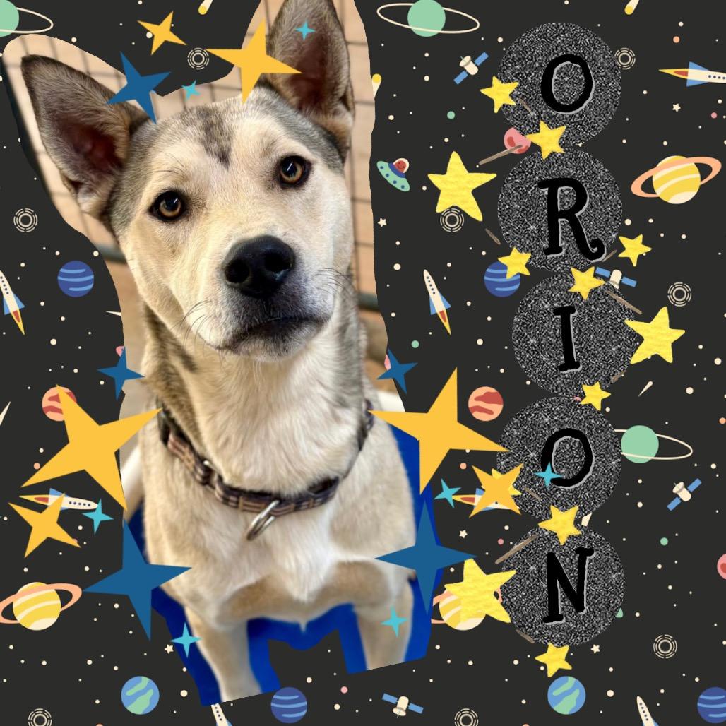 Enlarge Orion, a Adoptable Mixed Breed in Rocky Mount, VA image 2/6