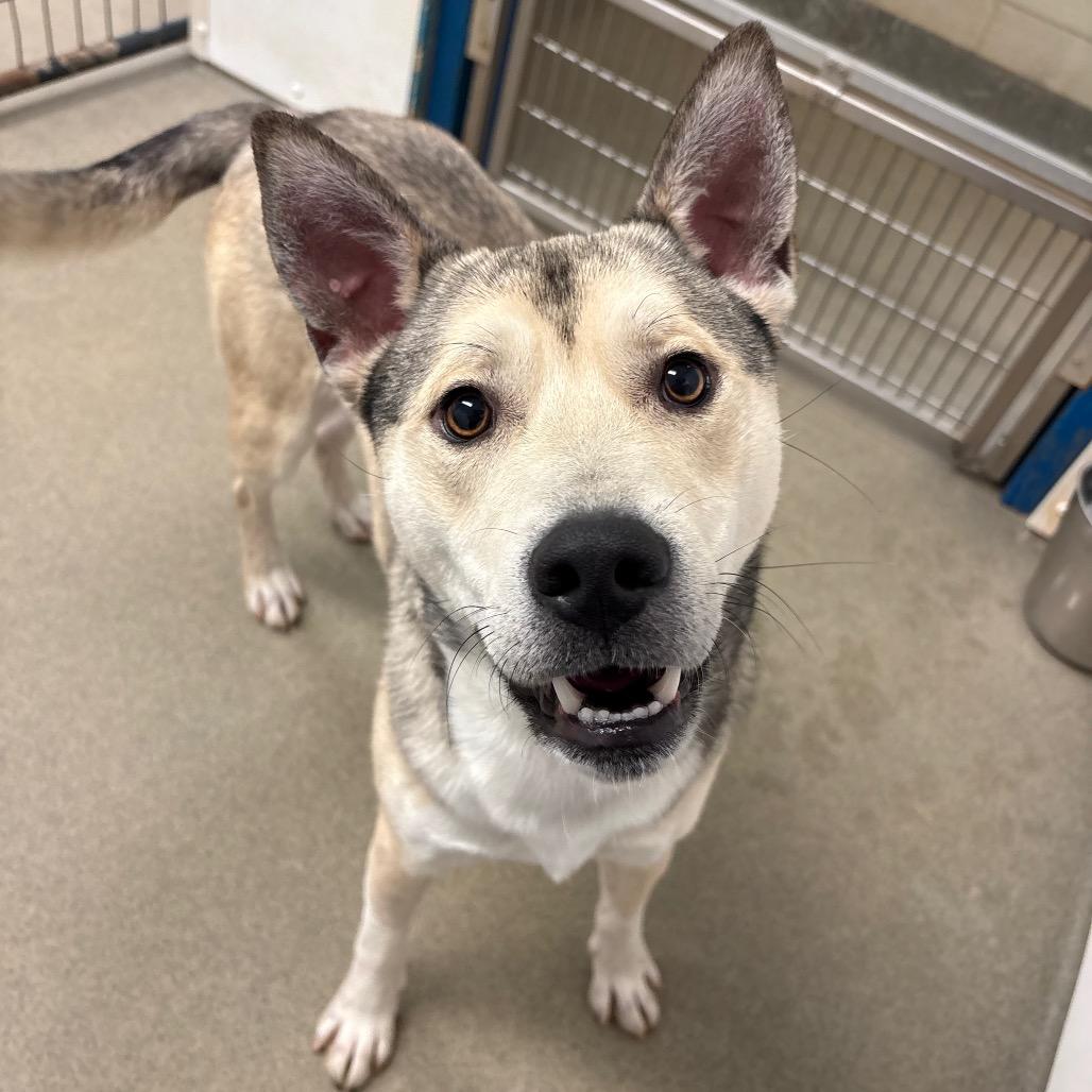 Enlarge Orion, a Adoptable Mixed Breed in Rocky Mount, VA image 2/5