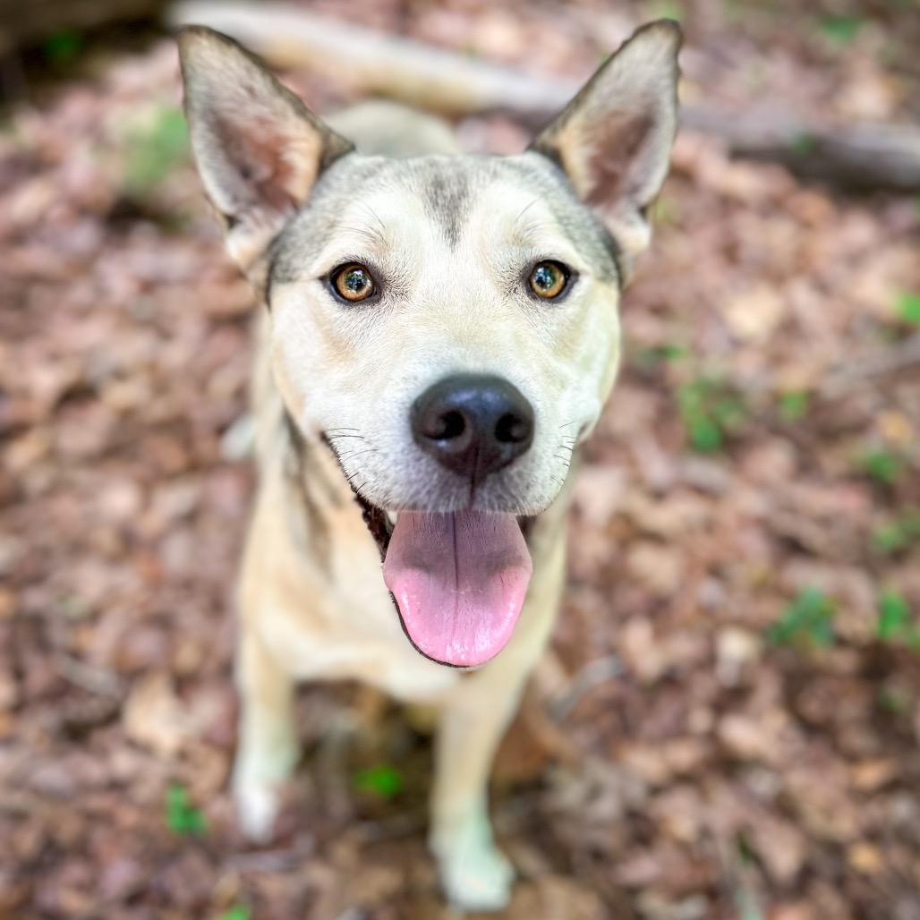 Enlarge Orion, a Adoptable Mixed Breed in Rocky Mount, VA image 4/6