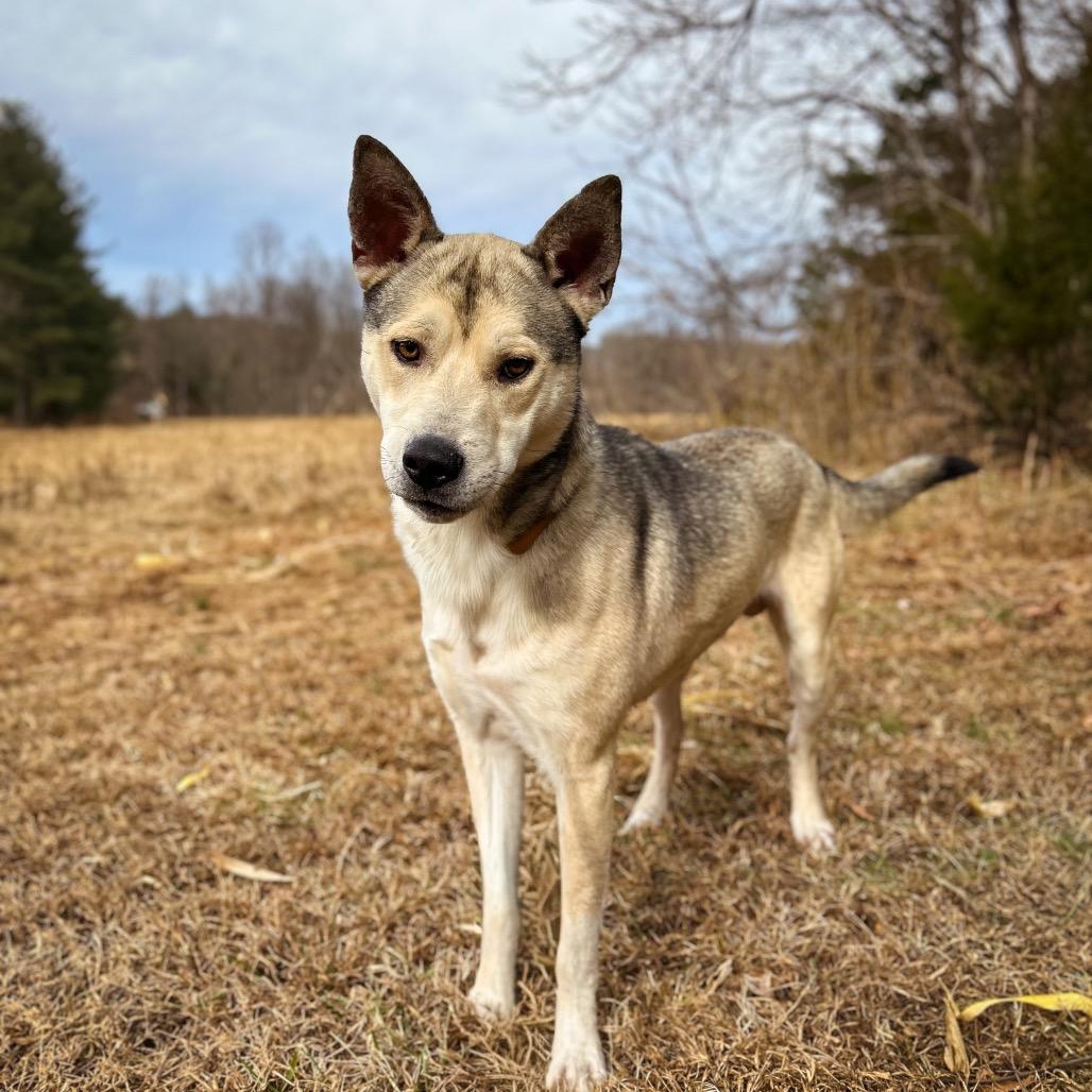 Enlarge Orion, a Adoptable Mixed Breed in Rocky Mount, VA image 4/5