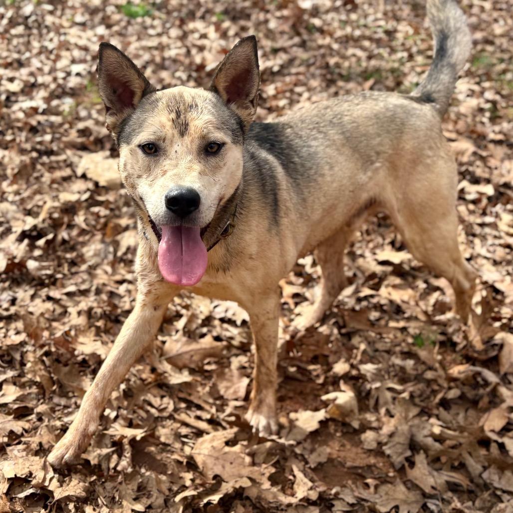 Enlarge Orion, a Adoptable Mixed Breed in Rocky Mount, VA image 5/6