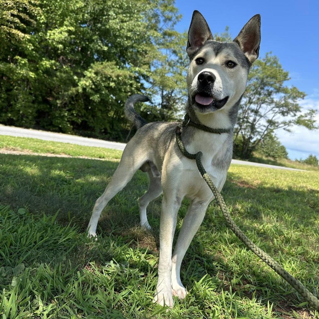 Enlarge Orion, a Adoptable Mixed Breed in Rocky Mount, VA image 5/5