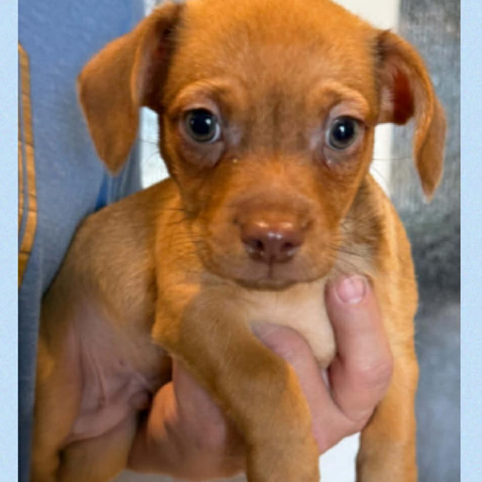 365 (2026) Sonny, Adoptable, Puppy Male Dachshund & Chihuahua.