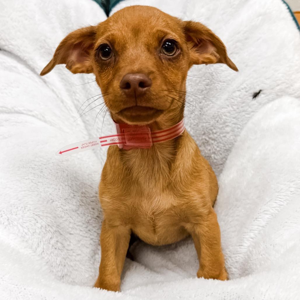 Enlarge 365 (2026) Sonny, a Adoptable mixed breed in Parker, CO image 2/6
