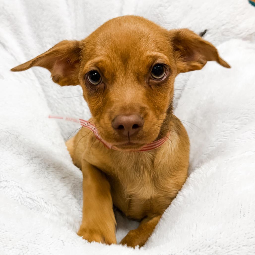 Enlarge 365 (2026) Sonny, a Adoptable mixed breed in Parker, CO image 3/6