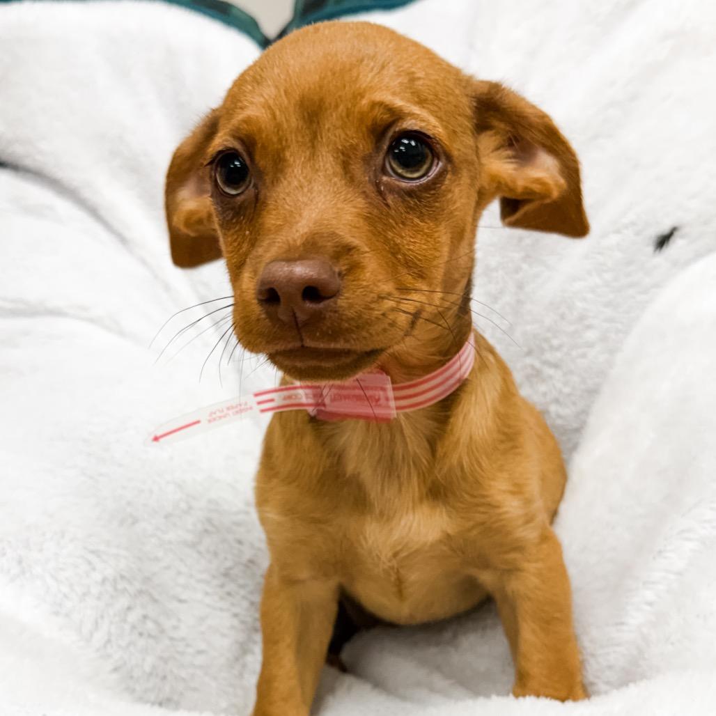 Enlarge 365 (2026) Sonny, a Adoptable mixed breed in Parker, CO image 4/6