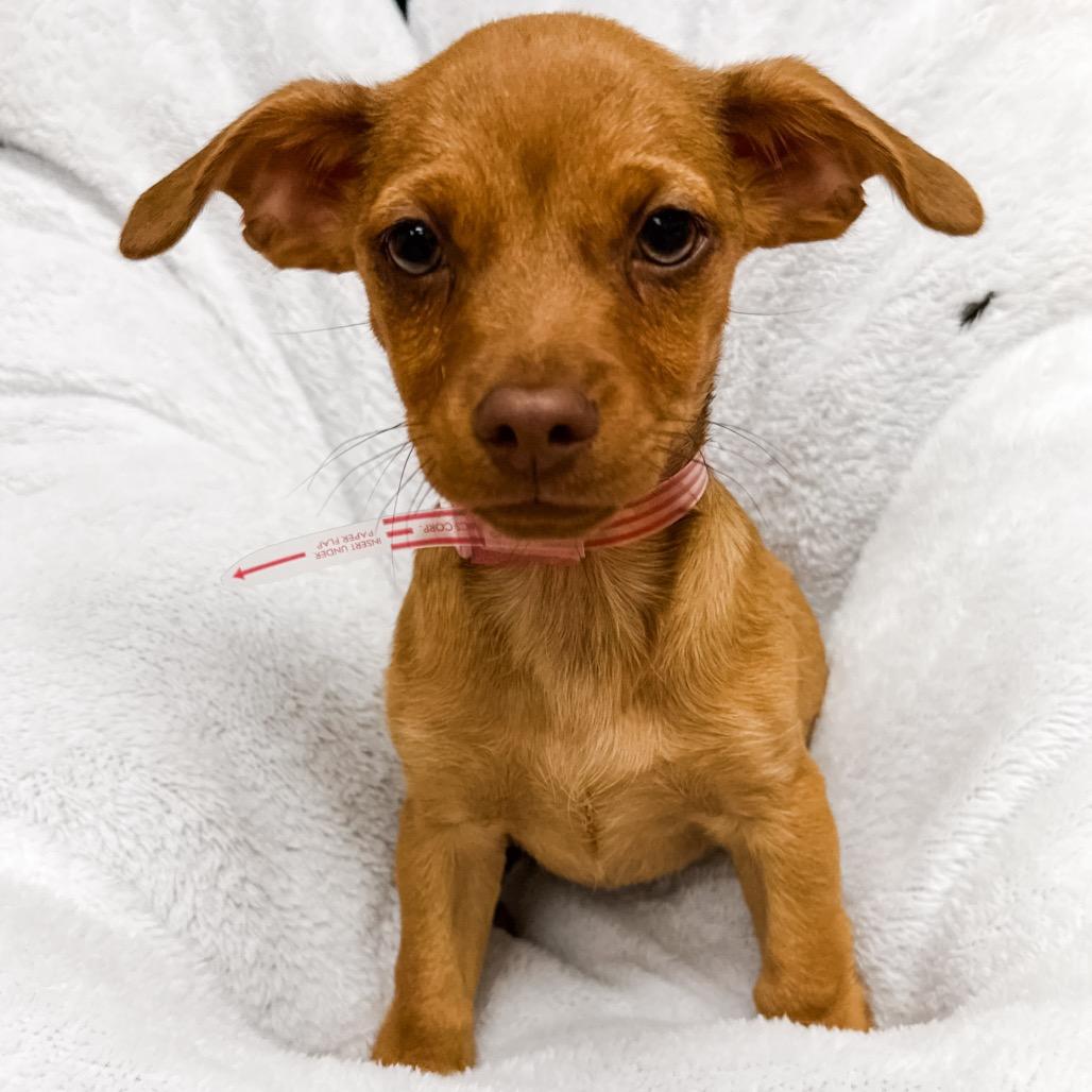 Enlarge 365 (2026) Sonny, a Adoptable mixed breed in Parker, CO image 5/6