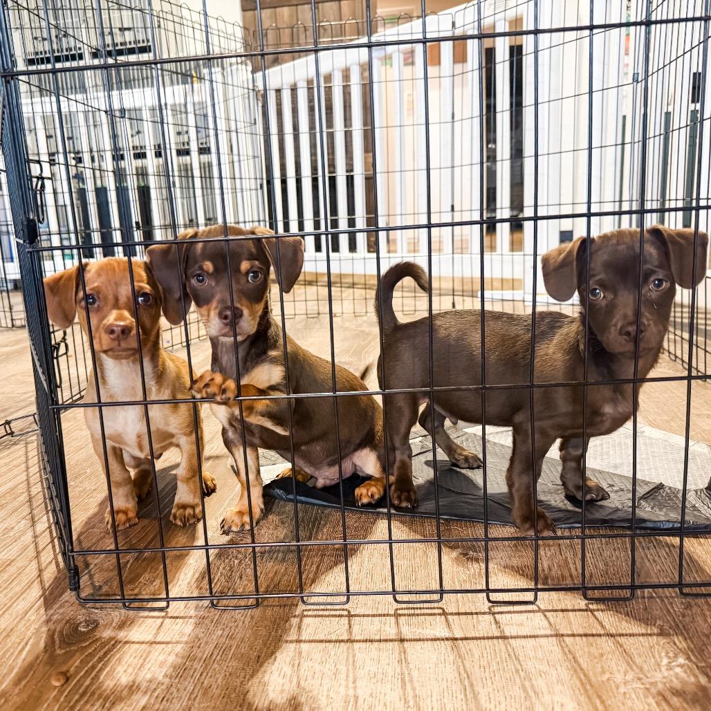 Enlarge 365 (2026) Sonny, a Adoptable mixed breed in Parker, CO image 6/6