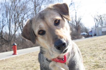 Enlarge Everly, a Adoptable mixed breed in Kansas City, MO image 1/3