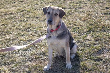 Everly, a Adoptable mixed breed in Kansas City, MO image 2/3