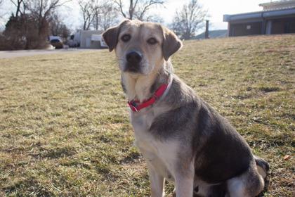 Everly, a Adoptable mixed breed in Kansas City, MO image 3/3
