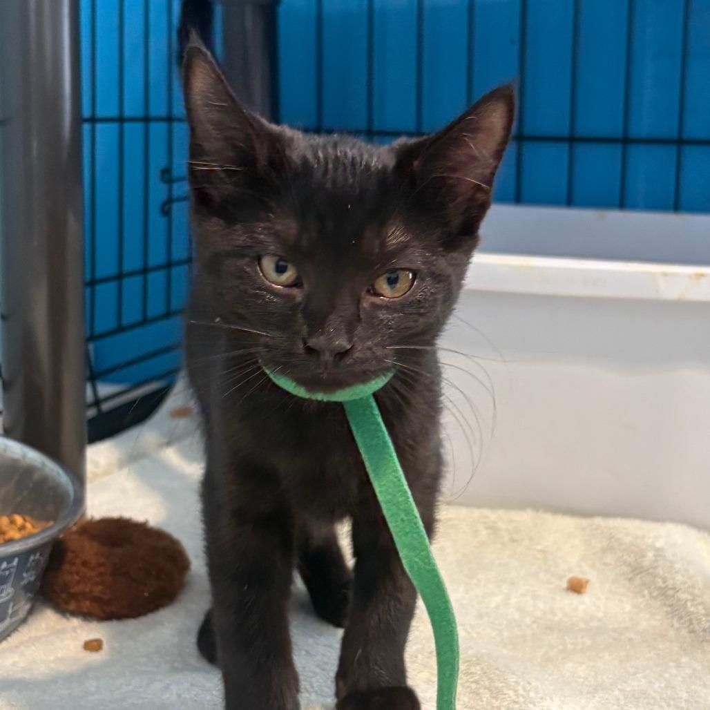 Fern, Adoptable, Kitten Female Domestic Short Hair.